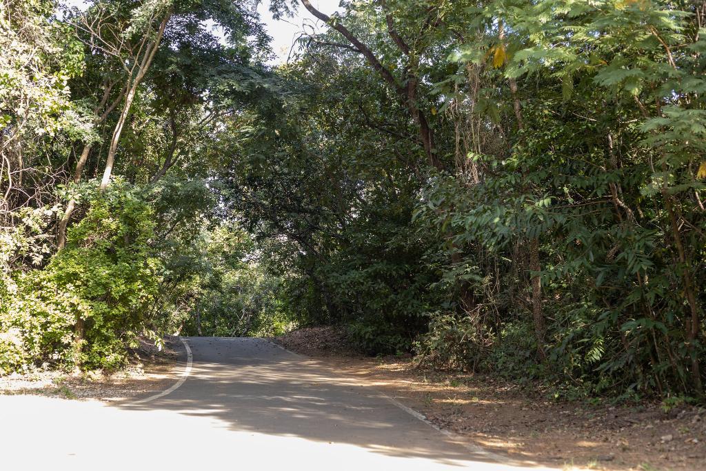 Unidades de Conservação, os Parques Mãe Bonifácia, Massairo Okamura e Zé Bolo Flô estão abertos diariamente, das 6h às 18h