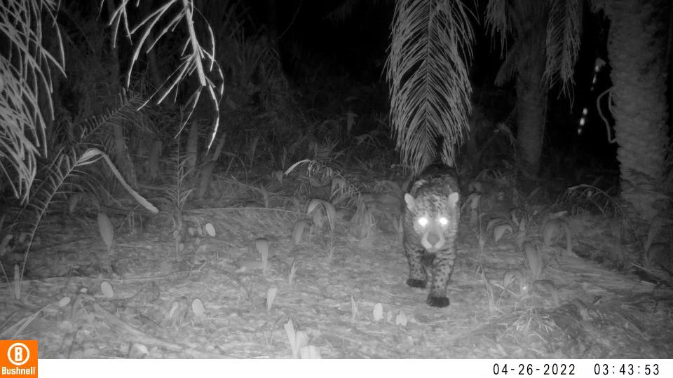 Sema-MT monitora animais silvestres da Estrada Parque Transpantaneira com câmeras acionadas por movimento