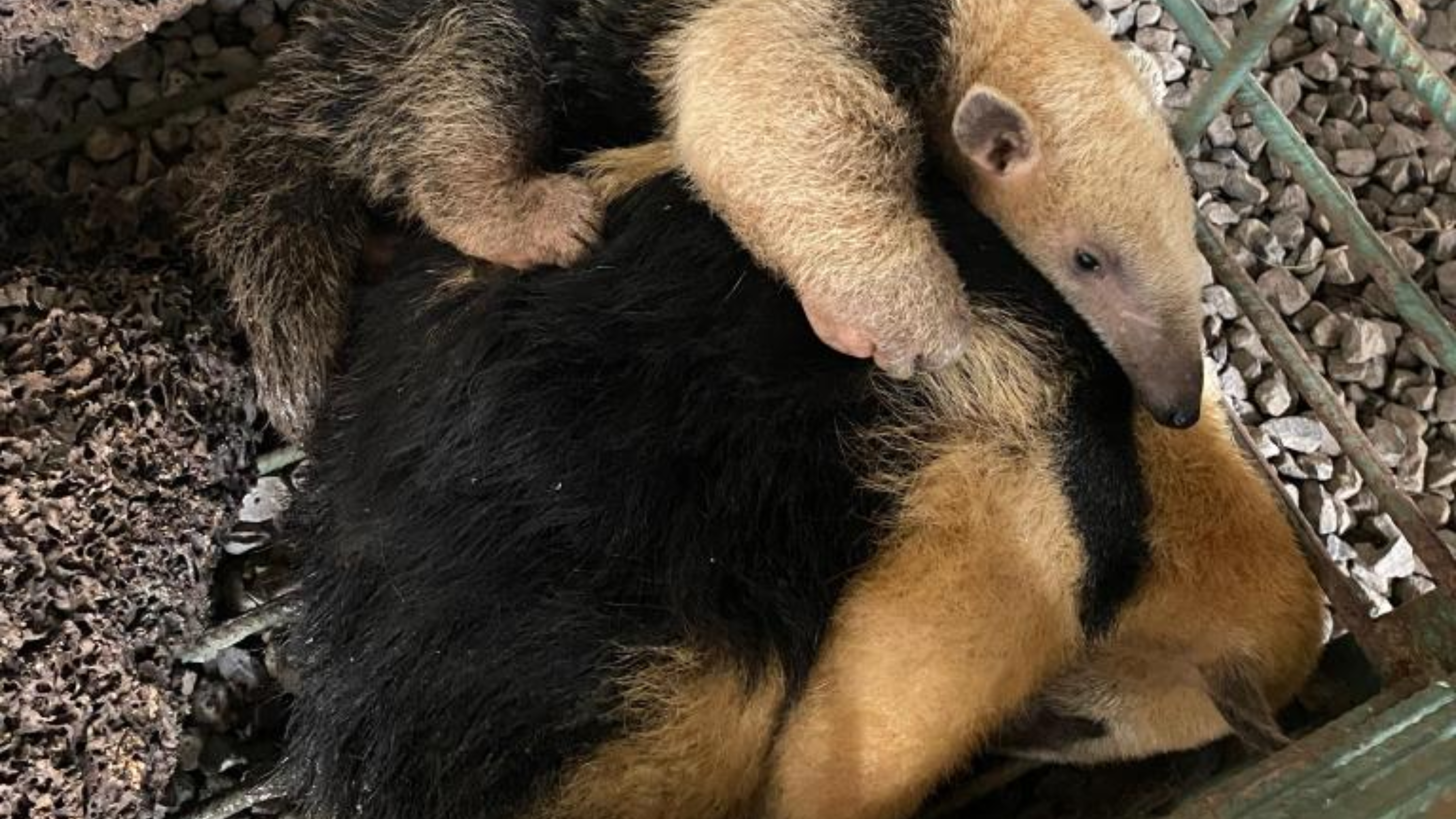 Resgatados pela Sema, mãe e filhote de tamanduá-mirim retornam à natureza