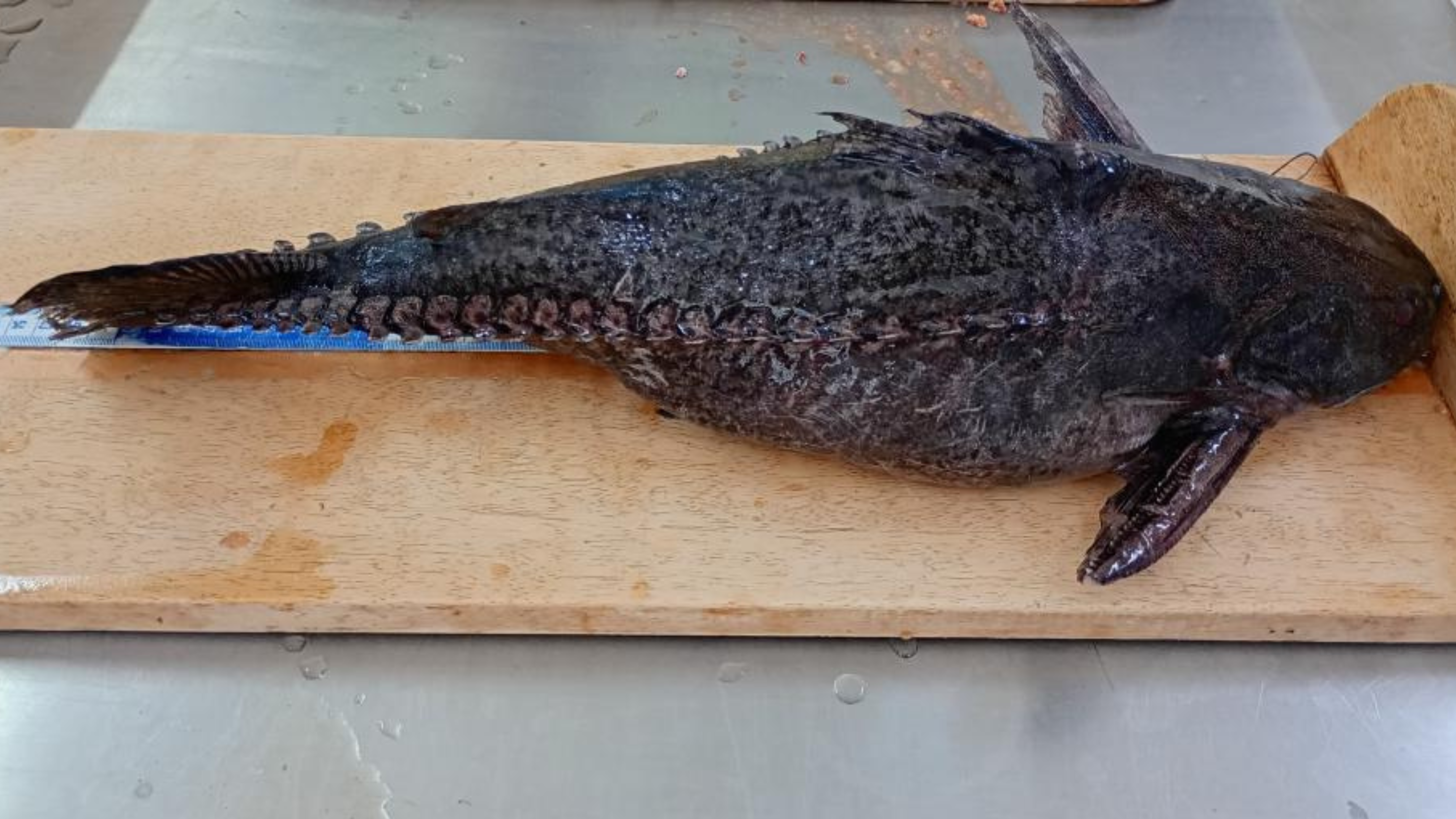 Cepesca define novas regras para pescador profissional descaracterizar o peixe abotoado