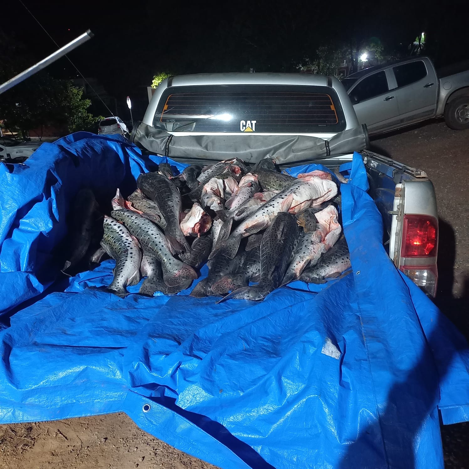 Peixes apreendidos no Pantanal foram levados para perícia na Dema, em Cuiabá