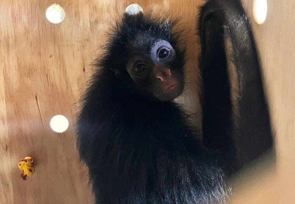 Quatro macacos são encaminhados pela Sema para santuário que abriga primatas ameaçados de extinção