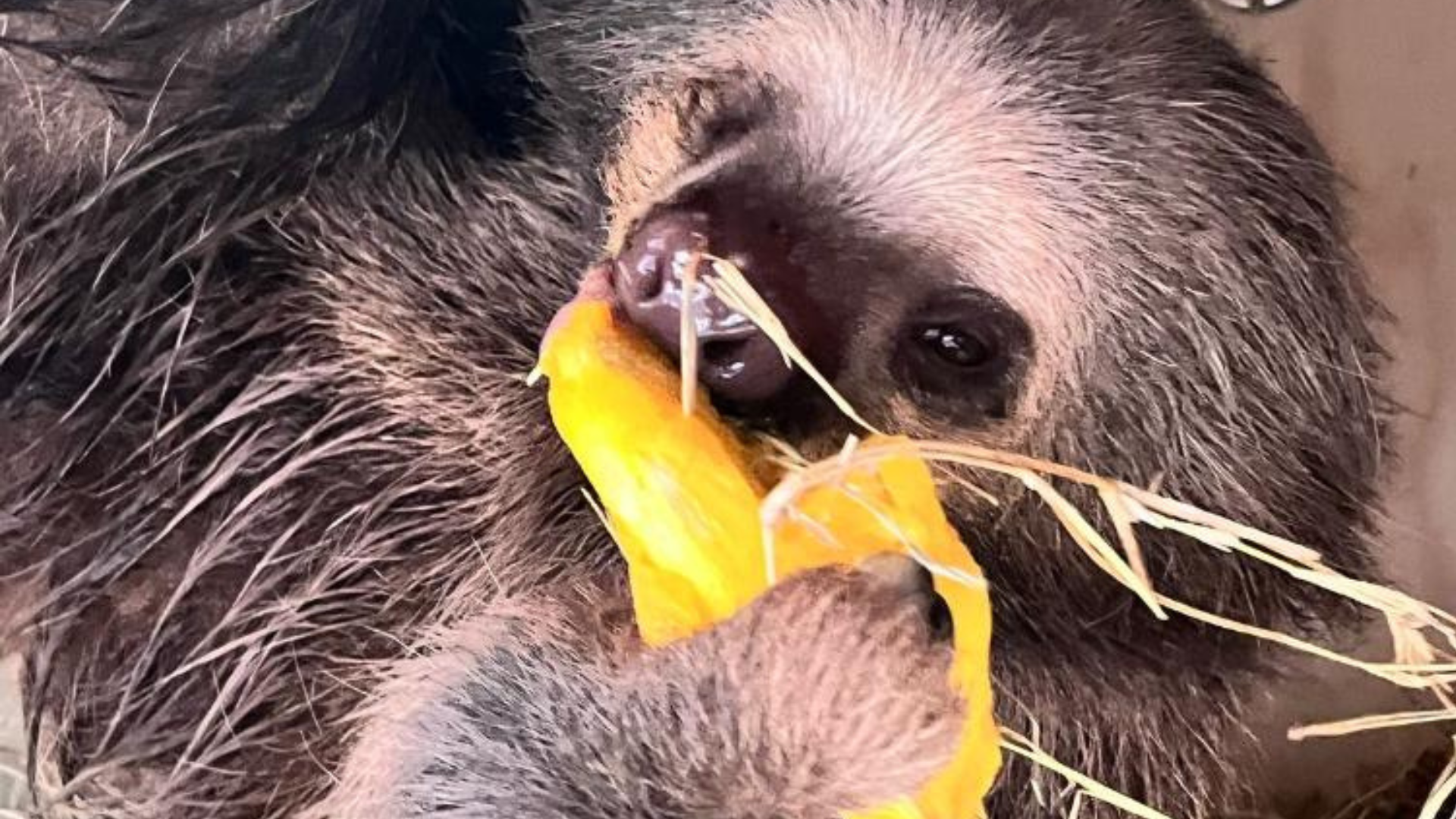 Com apoio da Sema, preguiça-real resgatada no interior de MT é transferida para zoológico em SP