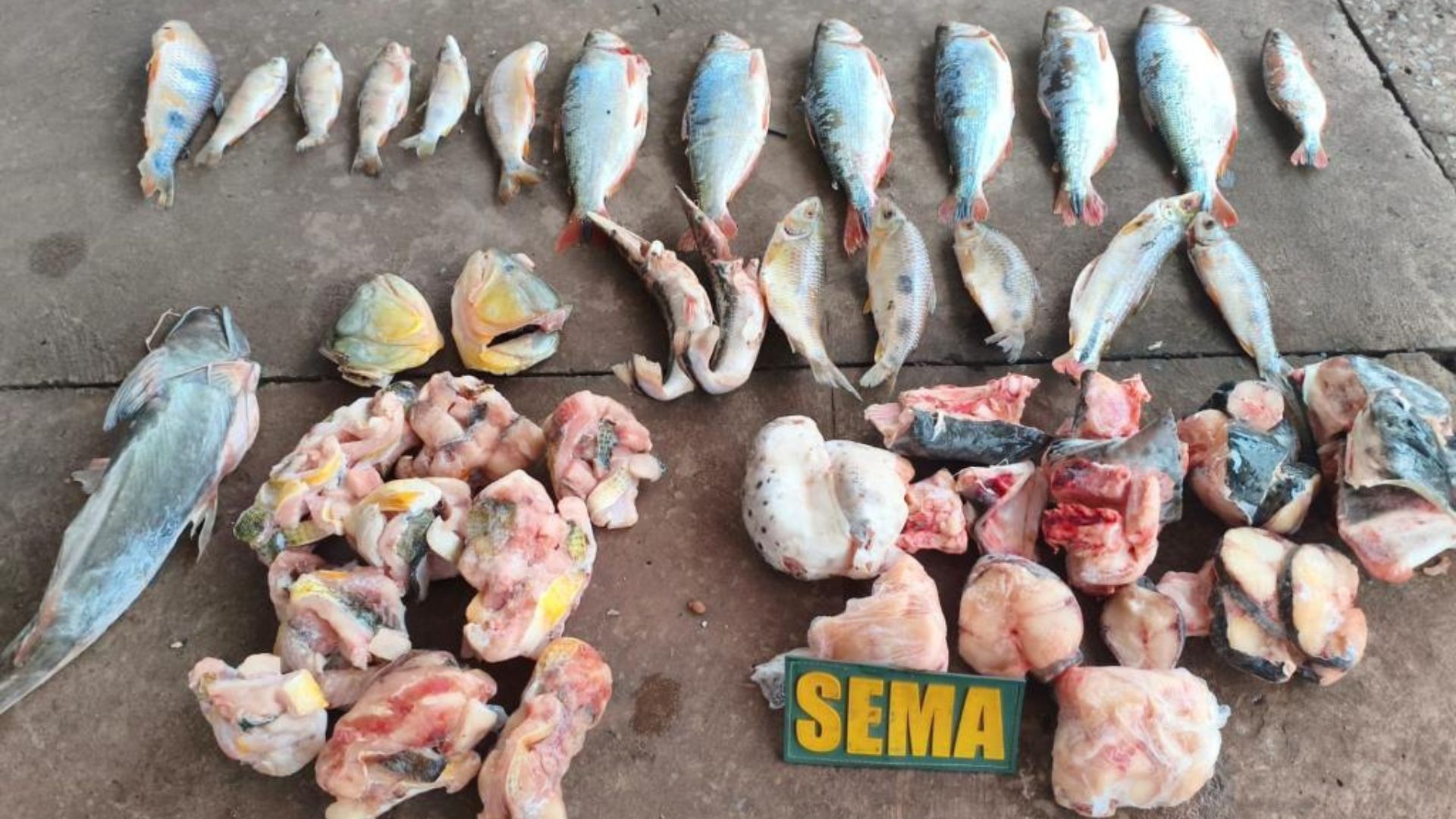 Sema e PM apreendem pescados irregulares em estabelecimento às margens do Rio Cuiabá