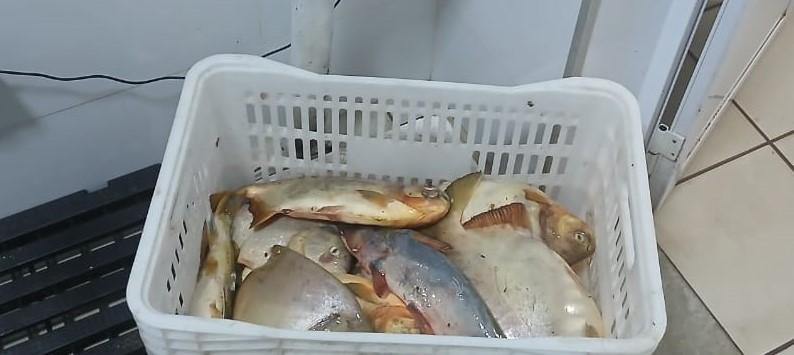 Sema e PM apreendem 13,8kg de pescado e aplicam R$ 7.070 em multa durante ação no carnaval