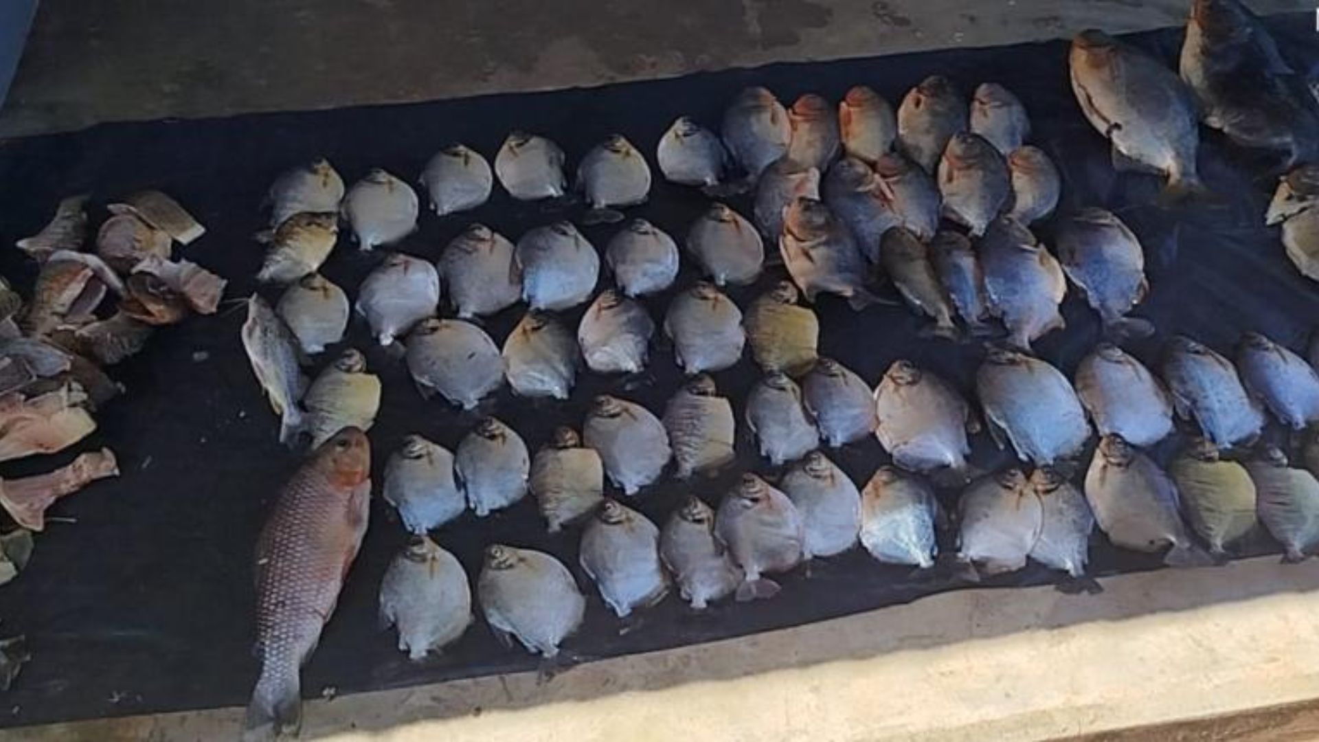 Ações da Sema contra pesca ilegal apreendem mais de 60 kg de pescado