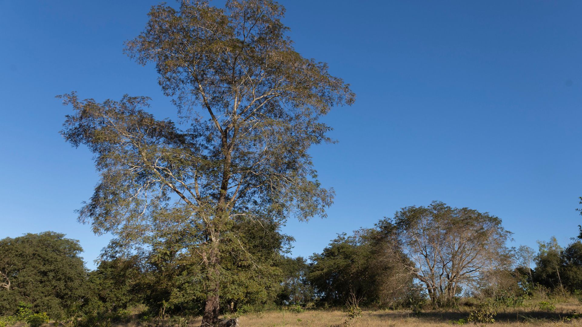 Sema simplifica procedimento para reclassificação de área de cerrado para floresta