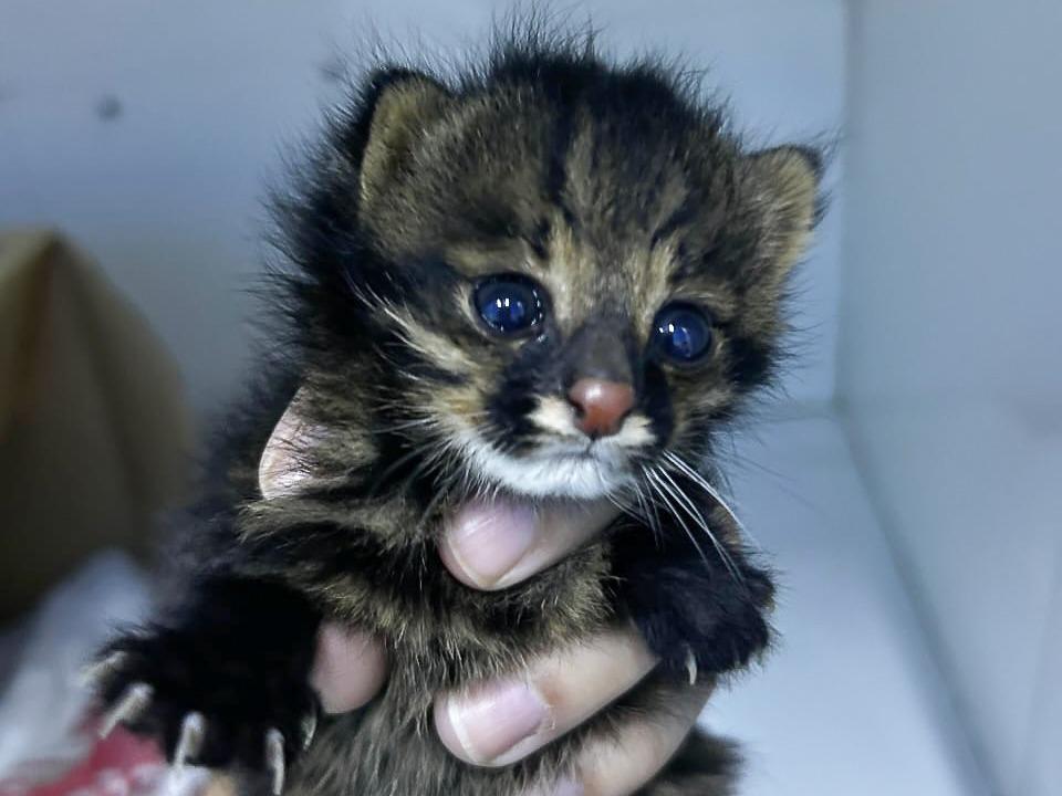 Filhote de gato palheiro resgatado em lavoura passa por avaliação médica em Várzea Grande