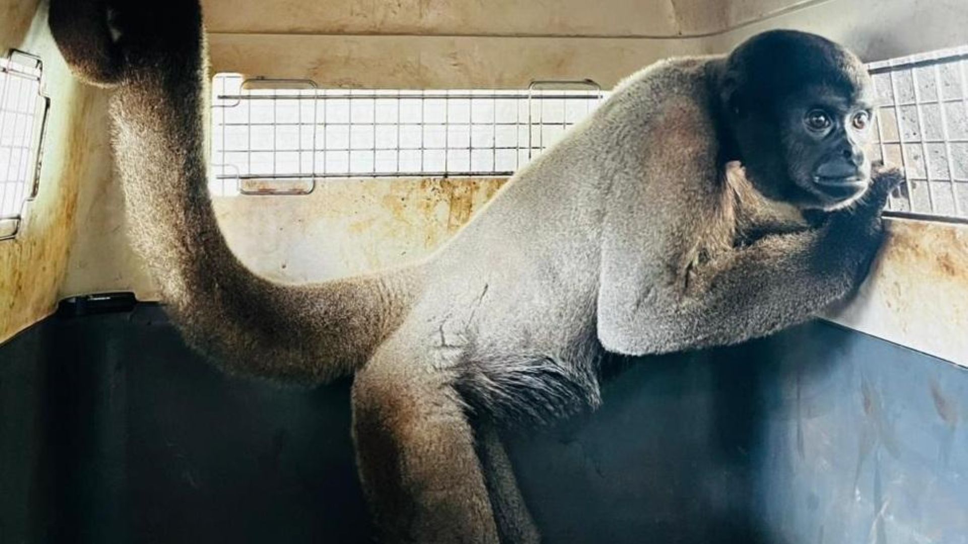 Sema transfere macacos-barrigudos ameaçados de extinção para santuário em MG