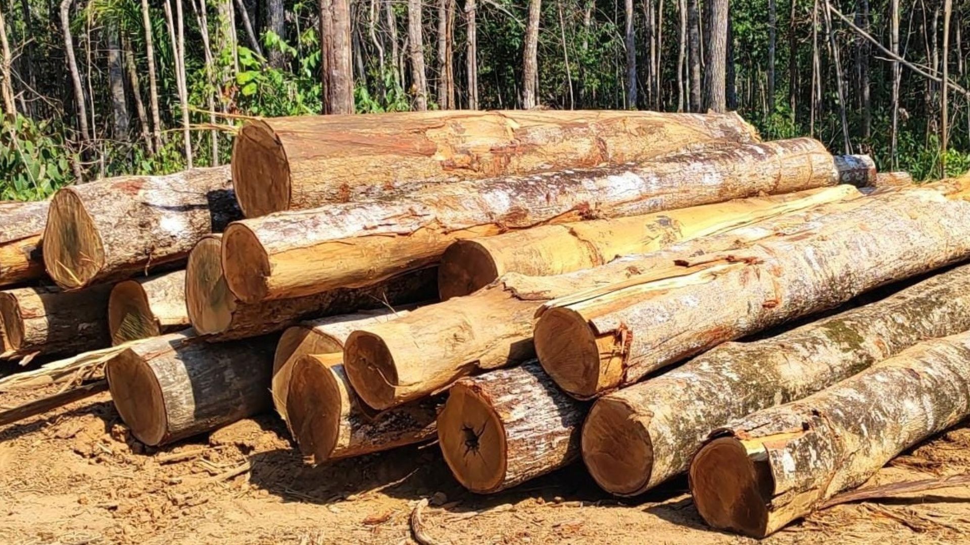 Sema apreende trator e toras de madeira ilegal durante ação em Marcelândia