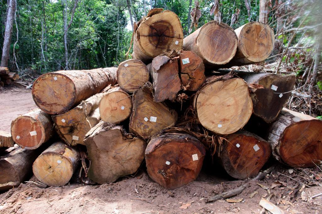 Está proibida a exploração de madeira de manejo florestal em MT até 1º de abril