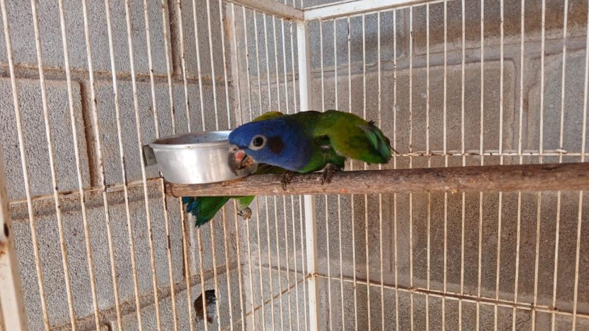 Sema encaminha cinco animais silvestres para Santuário em Minas Gerais