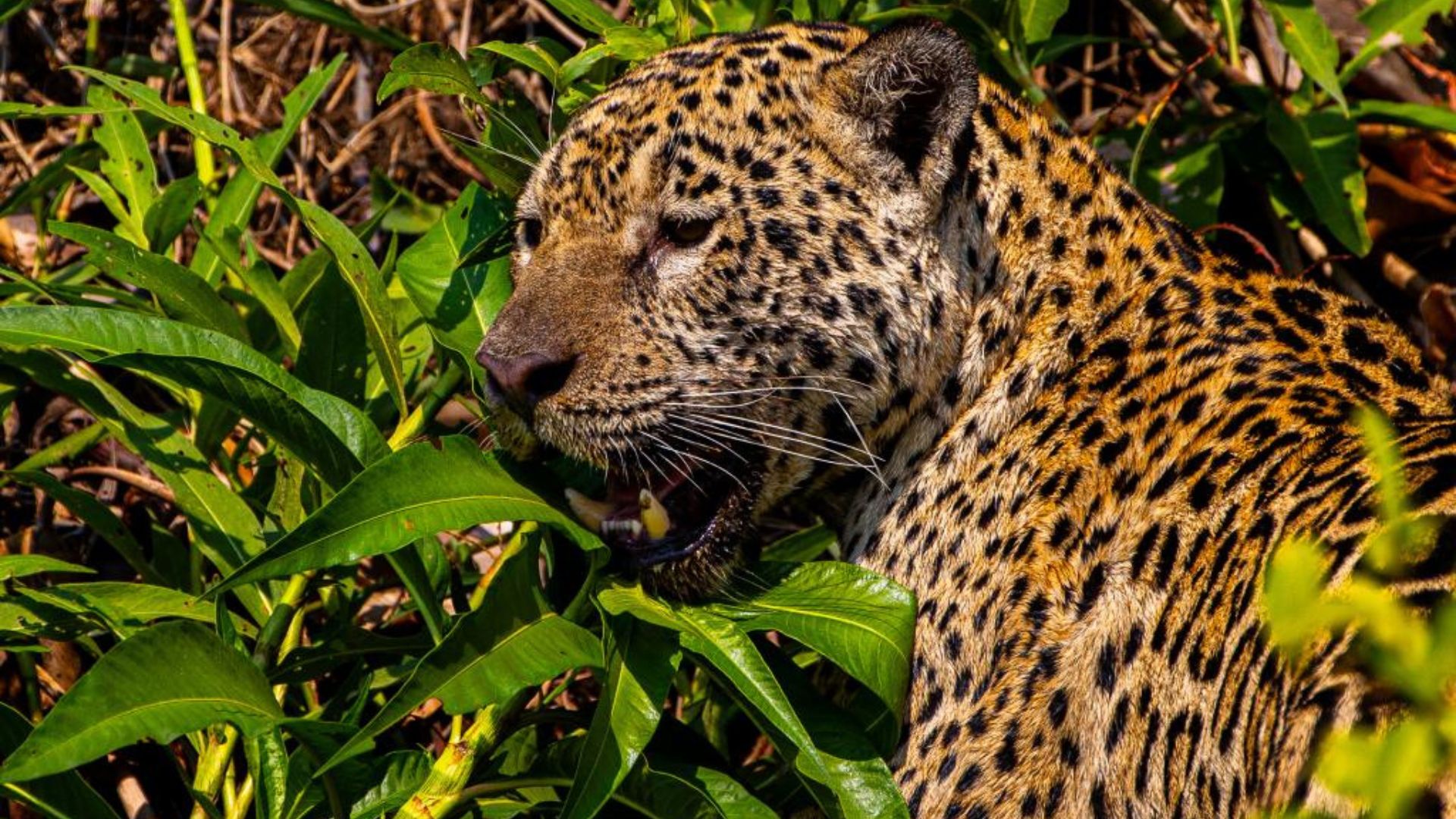 Governo do Estado institui área de interesse público para refúgio da vida silvestre da onça pintada