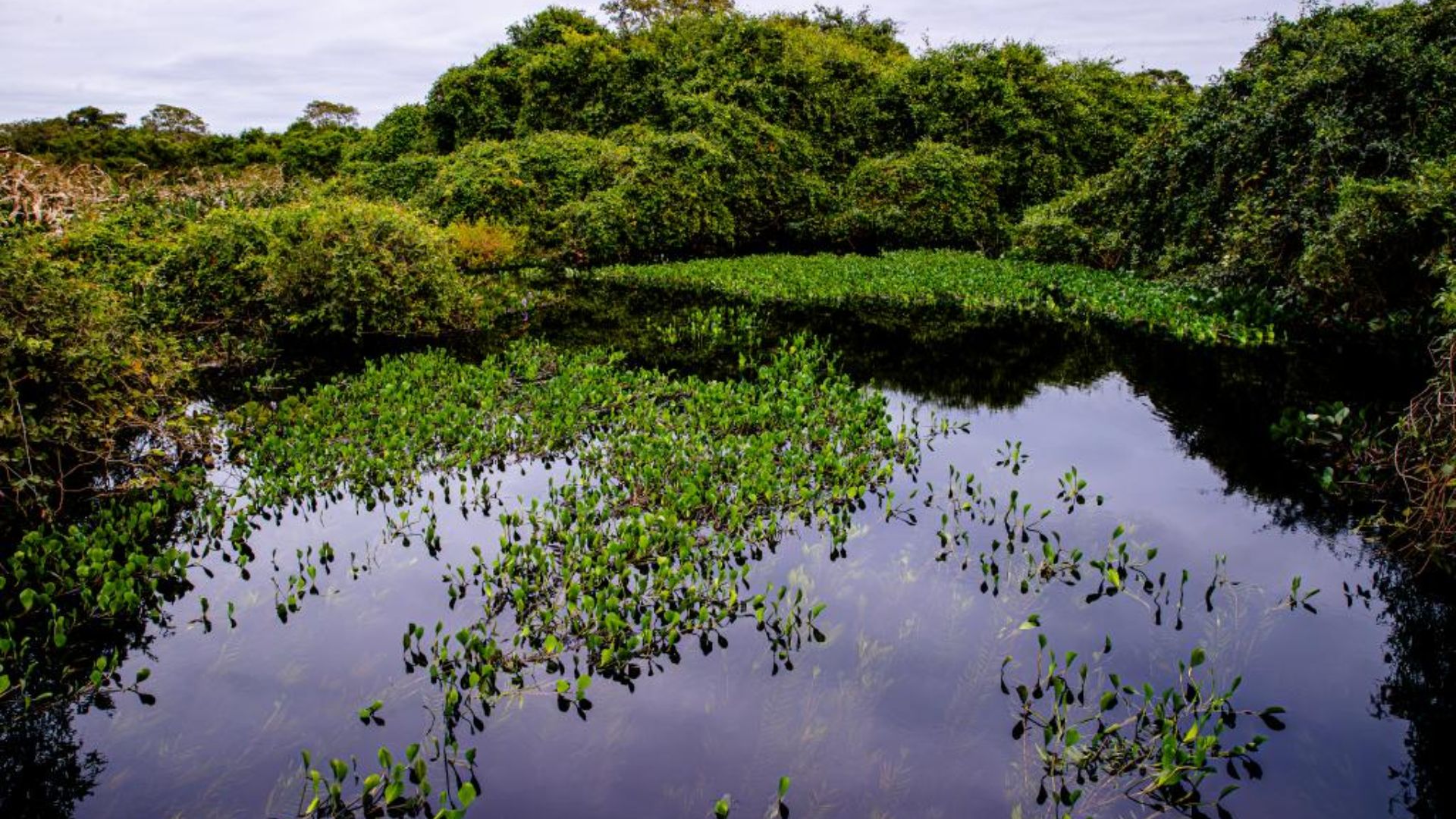 Sema participa de seminário nacional com palestras sobre o Pantanal
