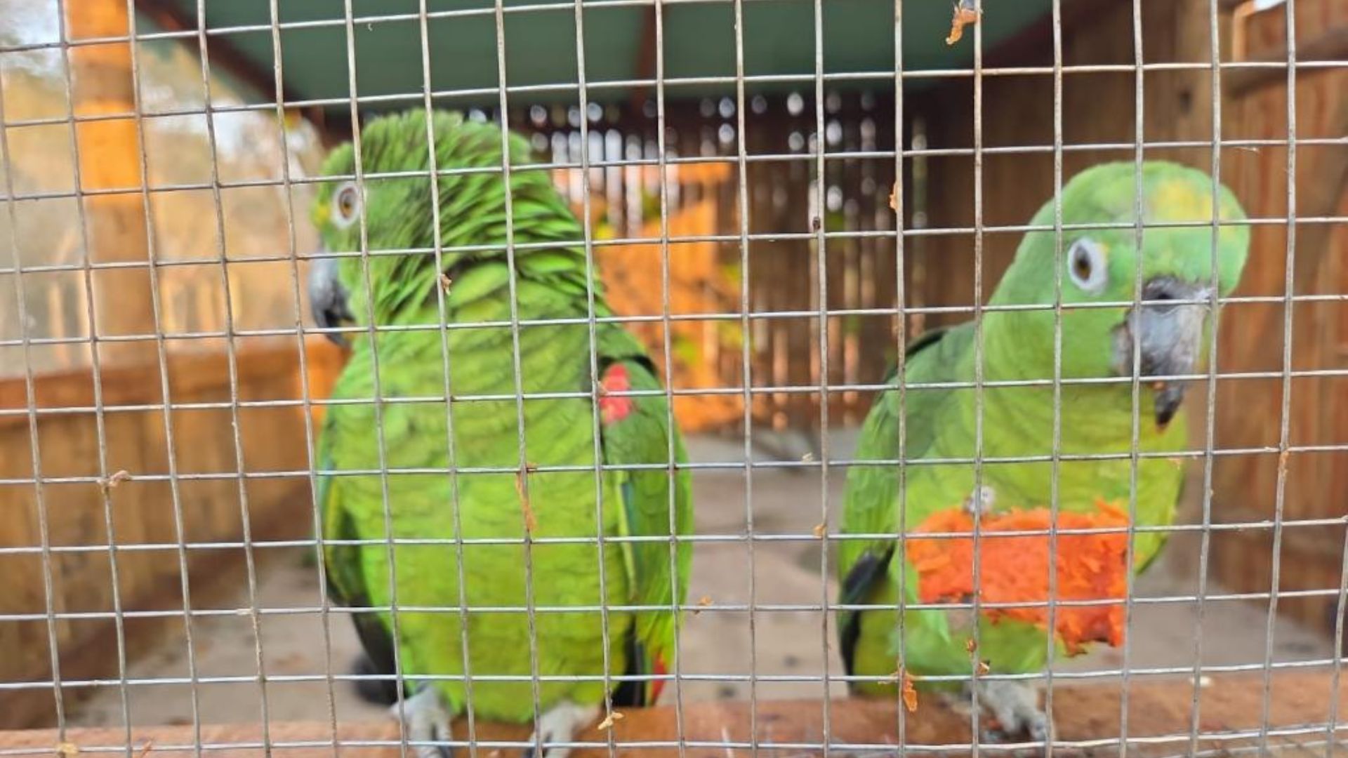 Área de reabilitação e soltura de animais silvestres em Cocalinho recebe 32 aves para reintegração à natureza