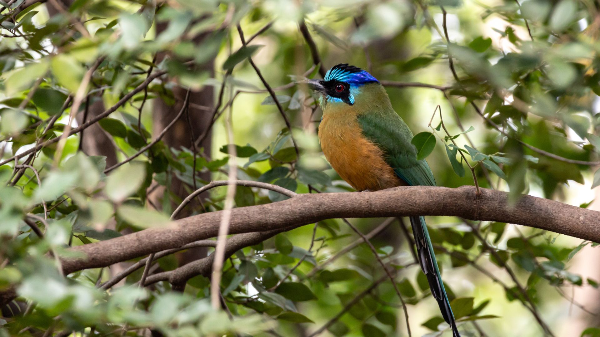 Participantes da Virada Sustentável observam cerca de 30 espécies de aves no Parque Massairo Okamura