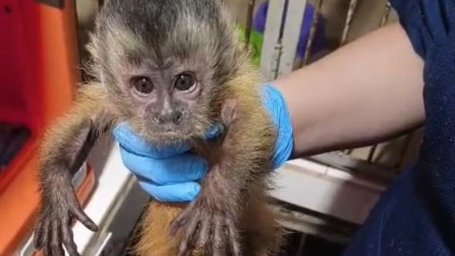 Sema encaminha filhote de macaco-prego resgatado em Alta Floresta para atendimento em clínica veterinária