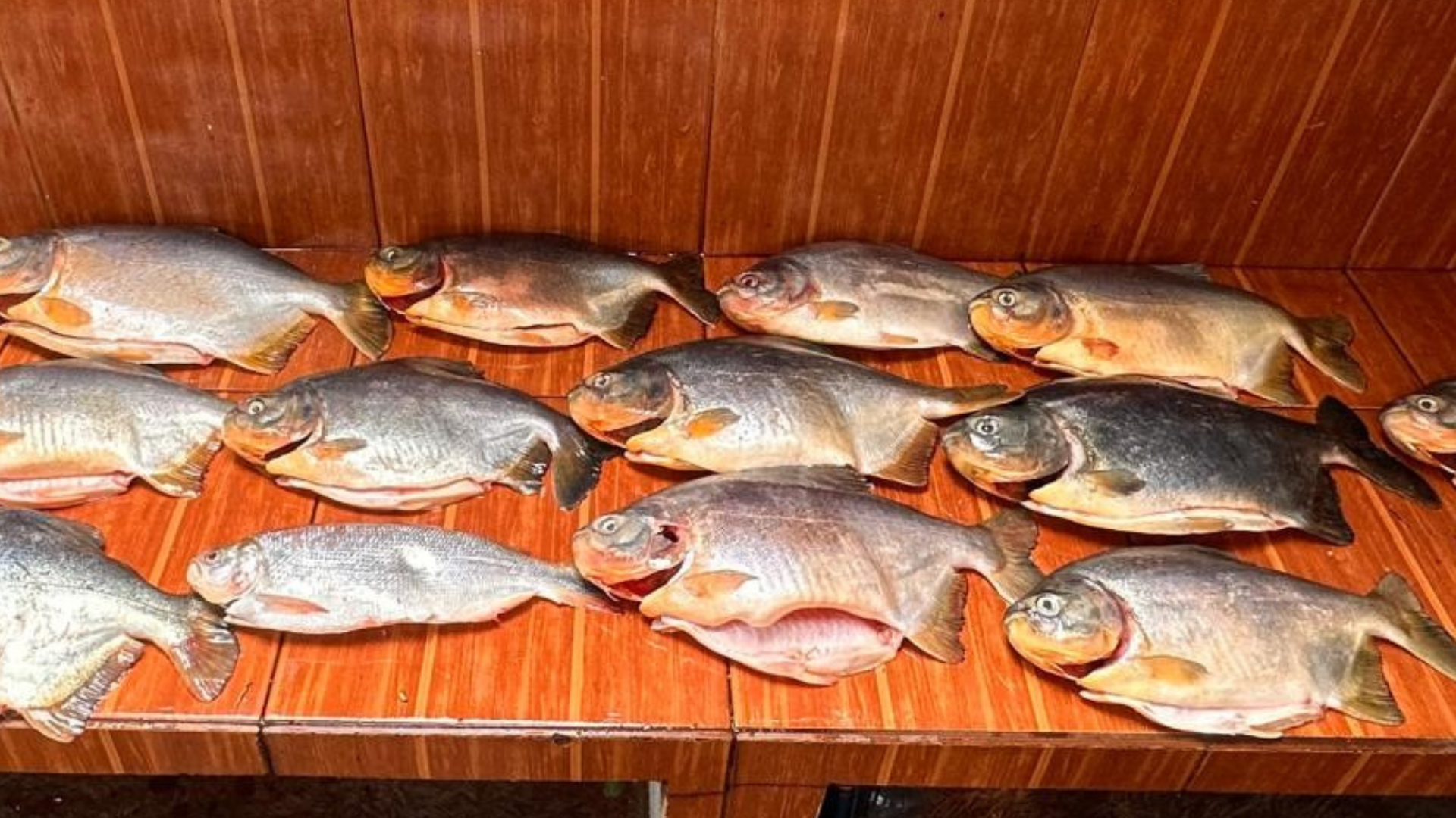 Sema e PM apreendem 18 quilos de pescado irregular durante fiscalização no Pantanal e aplica multa de R$13,3 mil