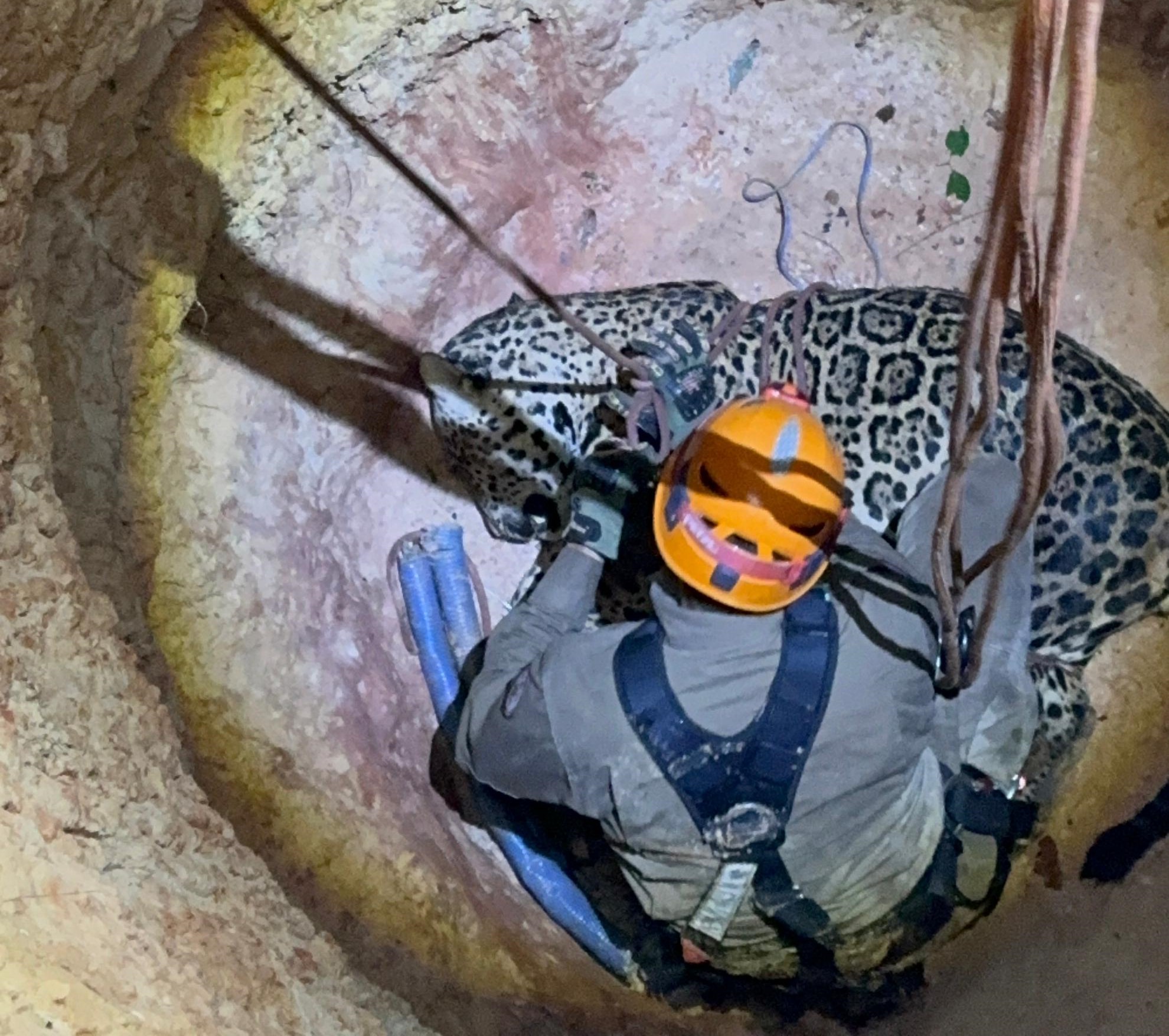 Corpo de Bombeiros e Sema resgatam onça-pintada que caiu em poço desativado de fazenda