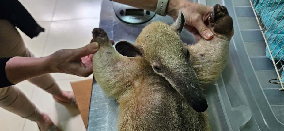 Sema orienta população sobre como agir ao encontrar animais silvestres em áreas urbanas