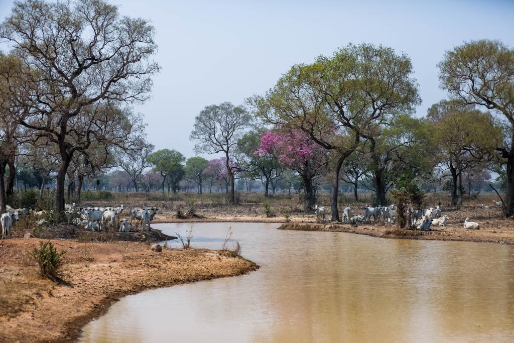 Especialistas afirmam que animais estão em boas condições apesar da seca no Pantanal