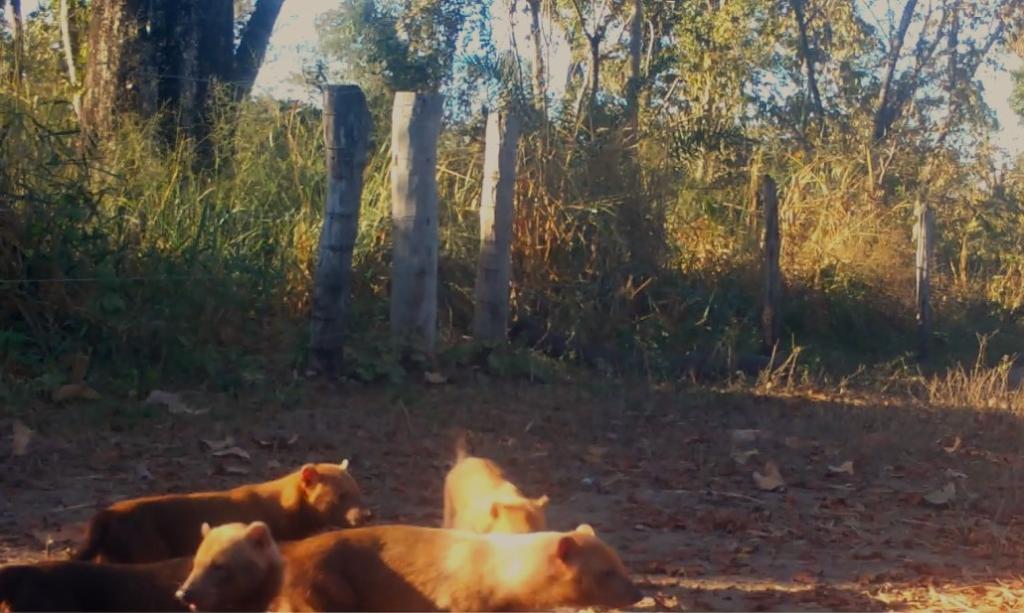 Matilha de cachorro-vinagre é flagrada pela primeira vez por câmeras de monitoramento na Transpantaneira