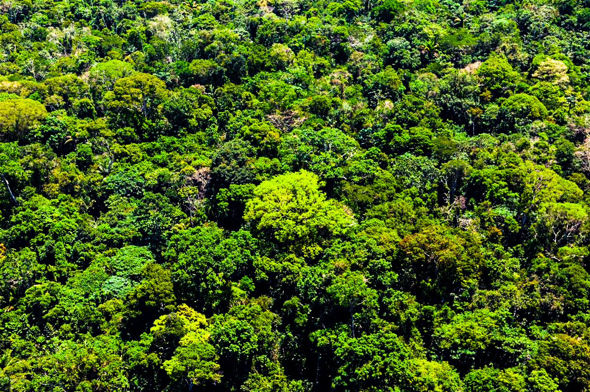 Estudo mostra que Programa REM MT evitou 160 mil hectares de desmatamento no Estado