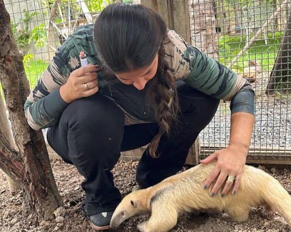 Sema abre cadastro para quem deseja ser guardião de animais silvestres; saiba como se inscrever