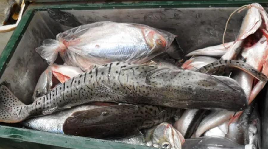 Comerciantes e pescadores profissionais devem entregar declaração de estoque pesqueiro até quarta-feira (4)