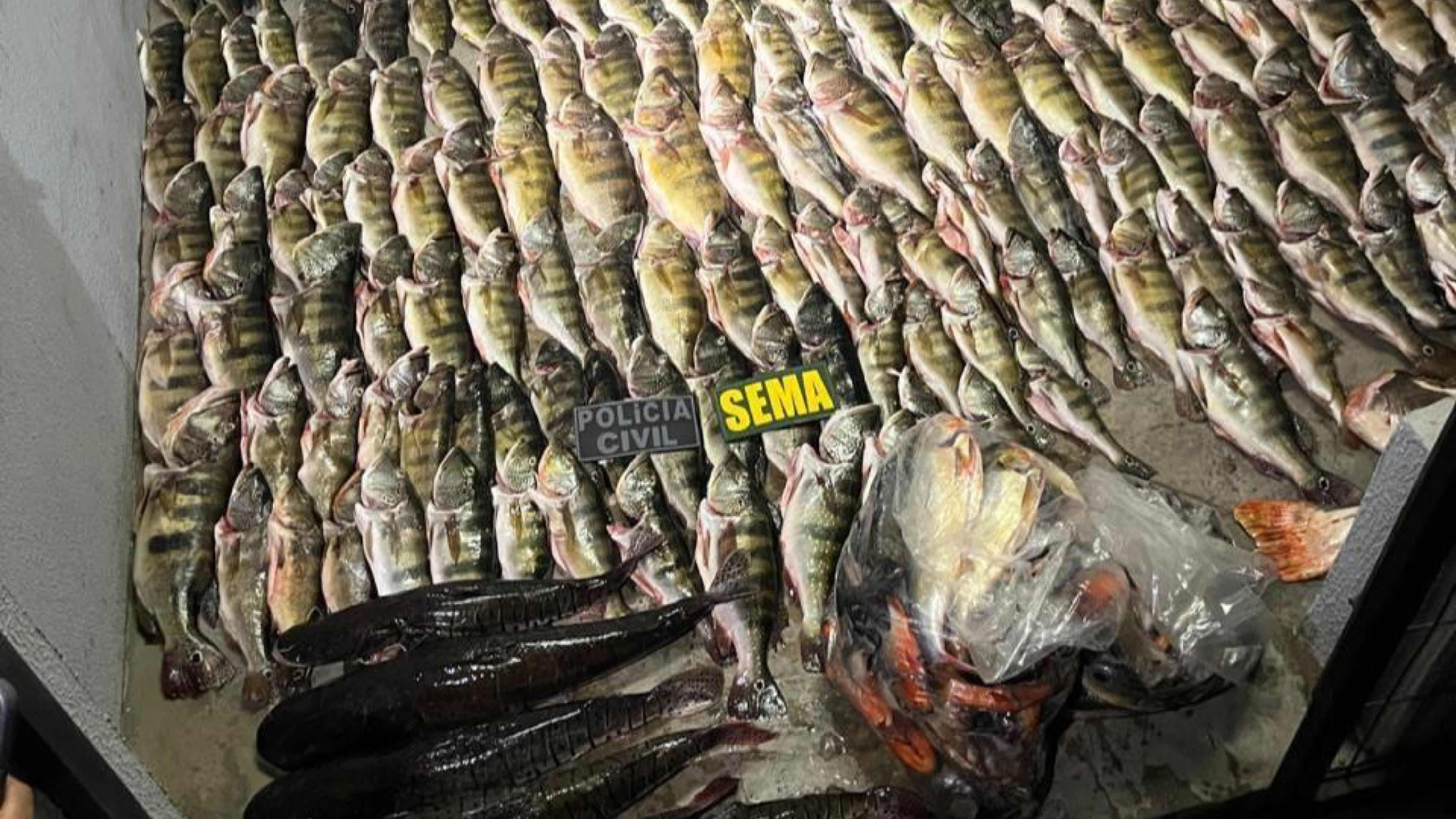 Sema apreende 184 unidades de pescado em Luciara e carne de caça em Santa Terezinha