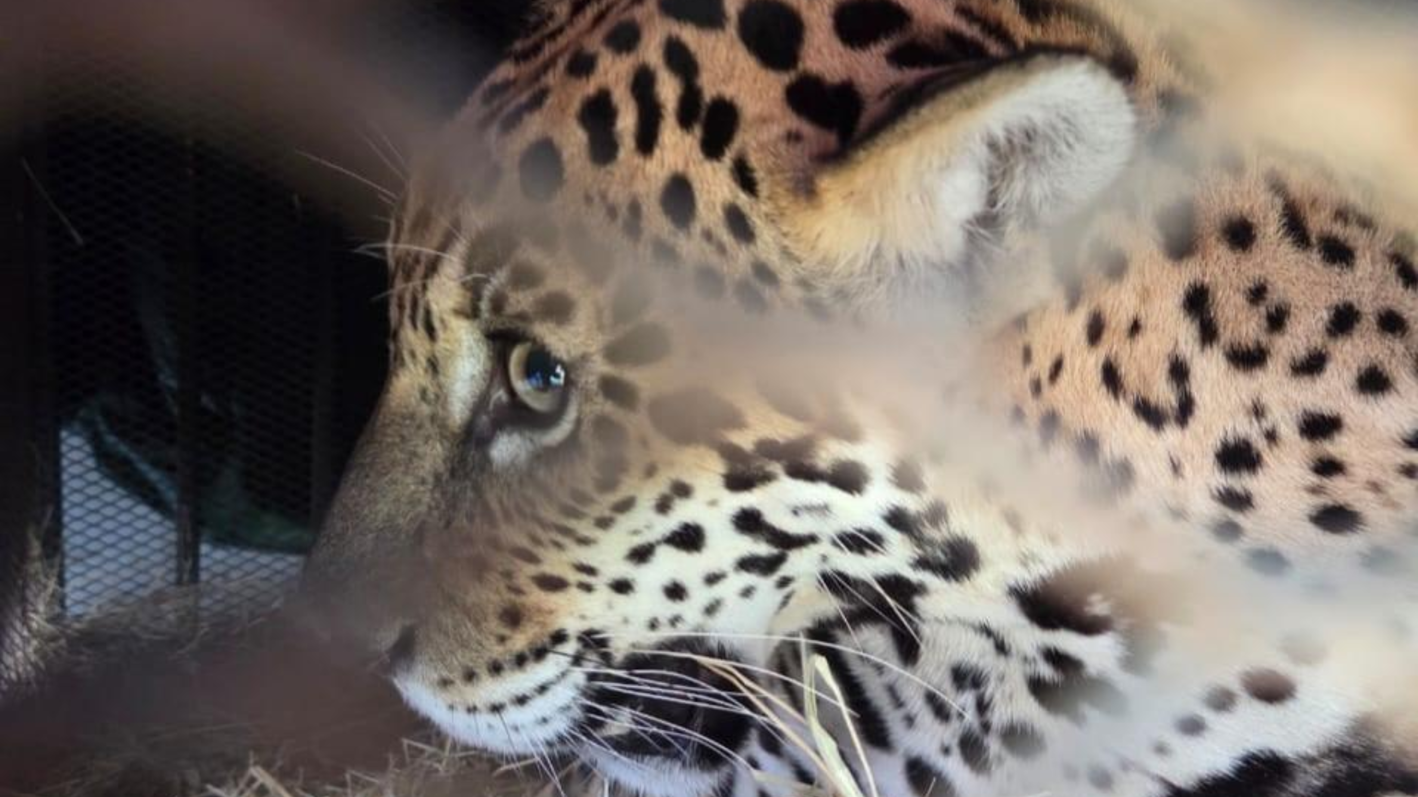 Onça-pintada resgatada em Barra do Garças é transferida para santuário em Minas Gerais
