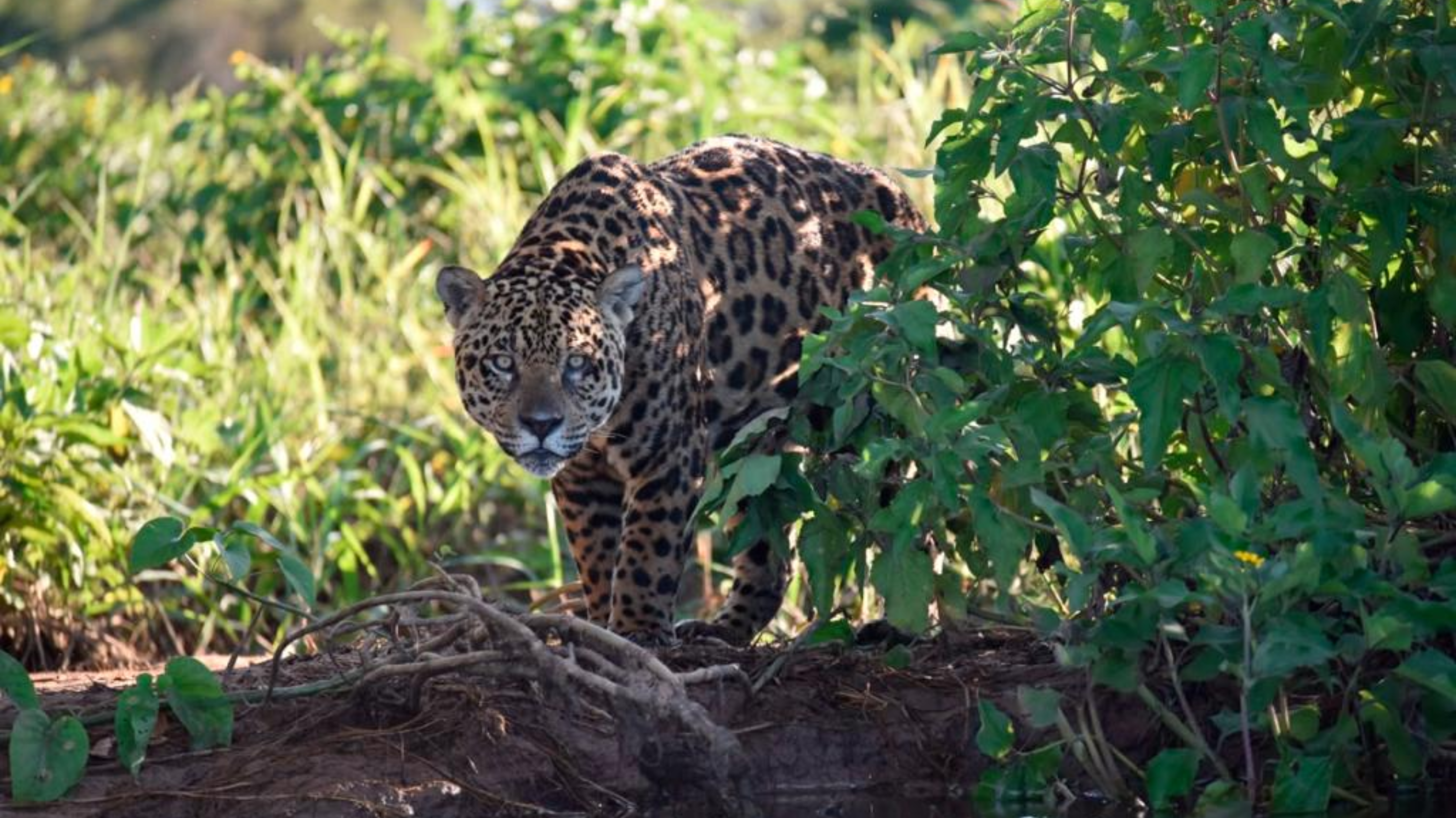 Sema abre consulta pública sobre criação do Refúgio de Vida Silvestre Onça-Pintada